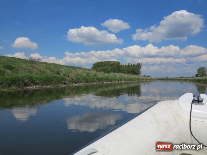 Zdjęcie w galerii na portalu naszraciborz.pl: Zbadano koryto rzeczne od Raciborza do Łubowic. Popłynie tędy tramwaj wodny wiadomości z regionu