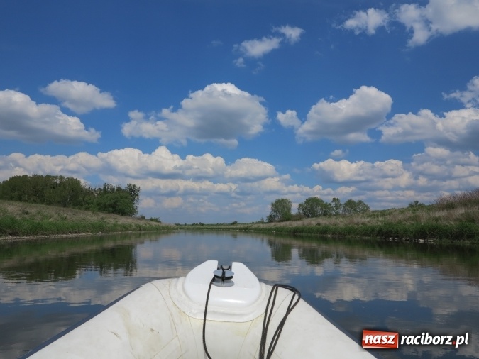 Zdjęcie w galerii na portalu naszraciborz.pl: Zbadano koryto rzeczne od Raciborza do Łubowic. Popłynie tędy tramwaj wodny wiadomości z regionu