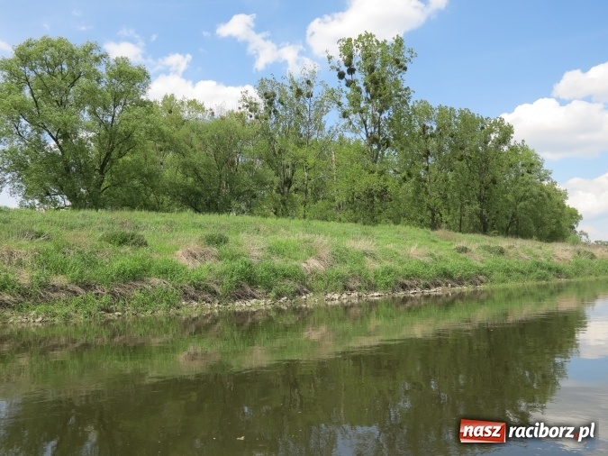 Zdjęcie w galerii na portalu naszraciborz.pl: Zbadano koryto rzeczne od Raciborza do Łubowic. Popłynie tędy tramwaj wodny wiadomości z regionu
