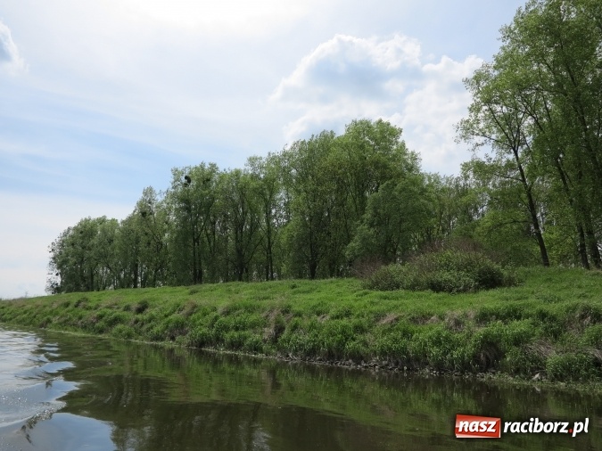 Zdjęcie w galerii na portalu naszraciborz.pl: Zbadano koryto rzeczne od Raciborza do Łubowic. Popłynie tędy tramwaj wodny wiadomości z regionu