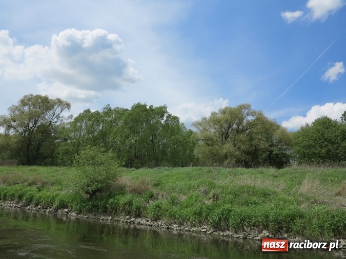 Zdjęcie w galerii na portalu naszraciborz.pl: Zbadano koryto rzeczne od Raciborza do Łubowic. Popłynie tędy tramwaj wodny wiadomości z regionu