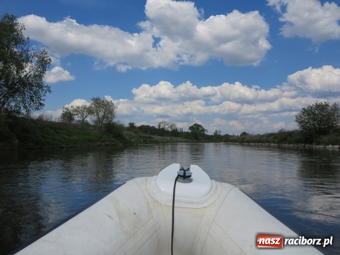 Zdjęcie w galerii na portalu naszraciborz.pl: Zbadano koryto rzeczne od Raciborza do Łubowic. Popłynie tędy tramwaj wodny wiadomości z regionu