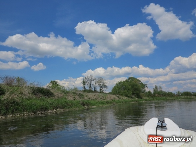 Zdjęcie w galerii na portalu naszraciborz.pl: Zbadano koryto rzeczne od Raciborza do Łubowic. Popłynie tędy tramwaj wodny wiadomości z regionu