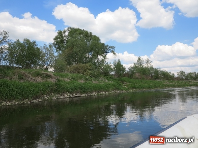 Zdjęcie w galerii na portalu naszraciborz.pl: Zbadano koryto rzeczne od Raciborza do Łubowic. Popłynie tędy tramwaj wodny wiadomości z regionu