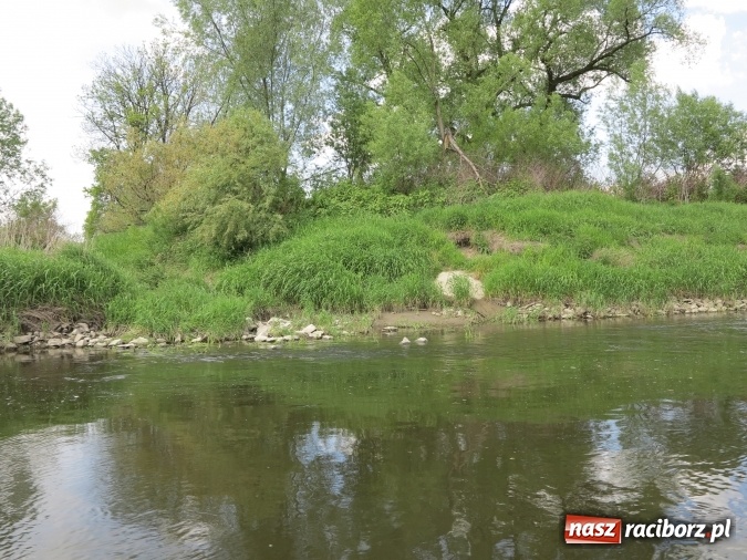Zdjęcie w galerii na portalu naszraciborz.pl: Zbadano koryto rzeczne od Raciborza do Łubowic. Popłynie tędy tramwaj wodny wiadomości z regionu