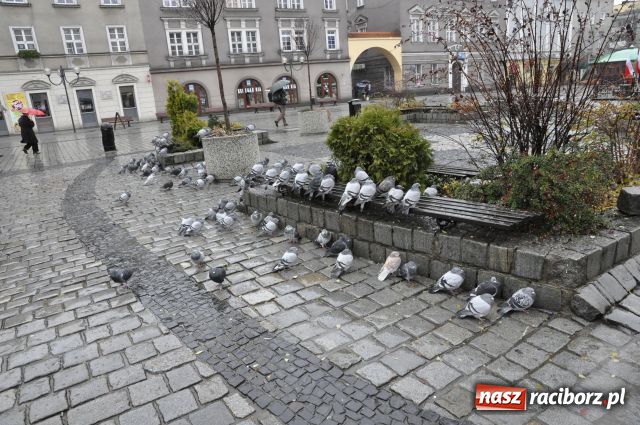 Zdjęcie w galerii na portalu naszraciborz.pl: Patriotyzm w strugach deszczu wiadomości z regionu