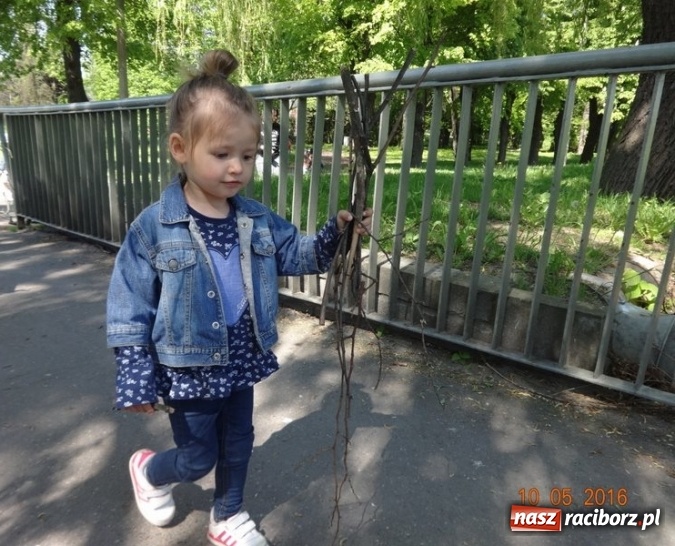 Zdjęcie w galerii na portalu naszraciborz.pl: Maluchy z Fiku-miku już na wakacjach  wiadomości z regionu