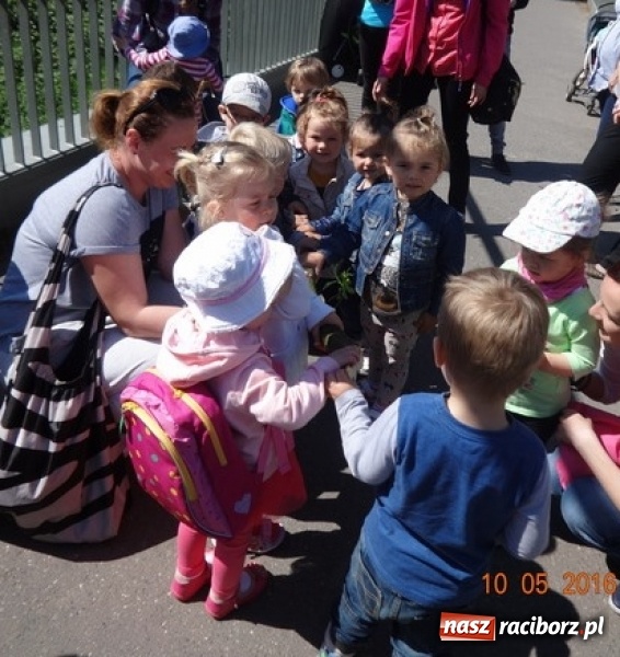 Zdjęcie w galerii na portalu naszraciborz.pl: Maluchy z Fiku-miku już na wakacjach  wiadomości z regionu