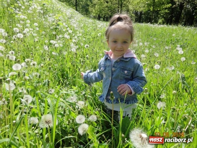 Zdjęcie w galerii na portalu naszraciborz.pl: Maluchy z Fiku-miku już na wakacjach  wiadomości z regionu