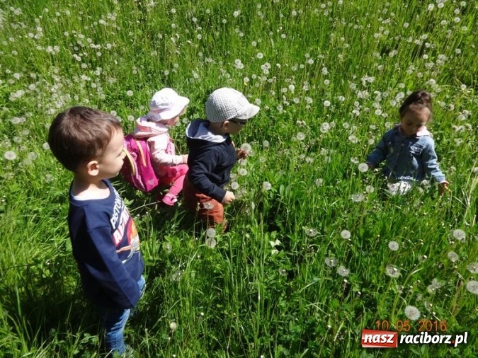 Zdjęcie w galerii na portalu naszraciborz.pl: Maluchy z Fiku-miku już na wakacjach  wiadomości z regionu
