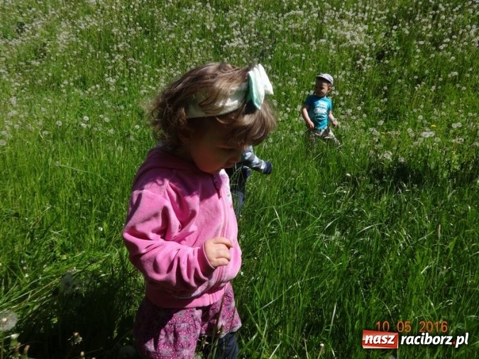 Zdjęcie w galerii na portalu naszraciborz.pl: Maluchy z Fiku-miku już na wakacjach  wiadomości z regionu