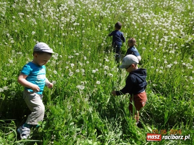 Zdjęcie w galerii na portalu naszraciborz.pl: Maluchy z Fiku-miku już na wakacjach  wiadomości z regionu