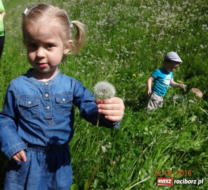 Zdjęcie w galerii na portalu naszraciborz.pl: Maluchy z Fiku-miku już na wakacjach  wiadomości z regionu