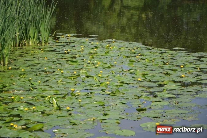 Zdjęcie w galerii na portalu naszraciborz.pl: Dzień Dziecka na Trzecioku  wiadomości z regionu