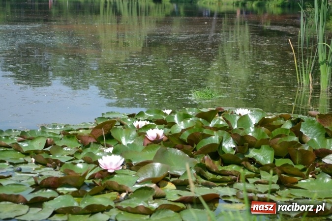 Zdjęcie w galerii na portalu naszraciborz.pl: Dzień Dziecka na Trzecioku  wiadomości z regionu