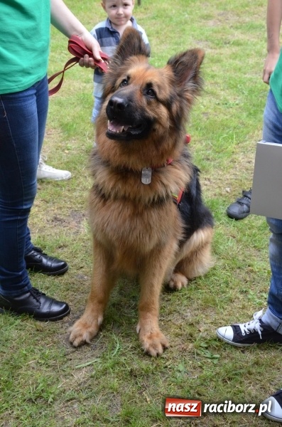 Zdjęcie w galerii na portalu naszraciborz.pl: Trzynastu laureatów konkursu EkoAktywni 2016 FOTO I WIDEO  wiadomości z regionu