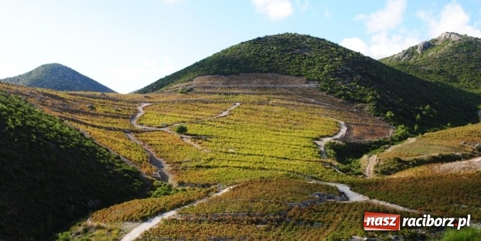 Zdjęcie w galerii na portalu naszraciborz.pl: Raciborzanie wybierają Chorwację wiadomości z regionu