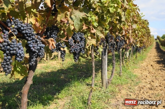 Zdjęcie w galerii na portalu naszraciborz.pl: Raciborzanie wybierają Chorwację wiadomości z regionu