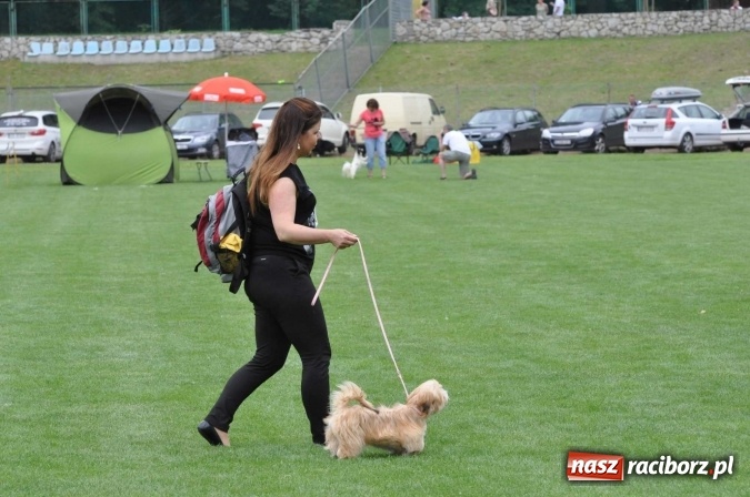 Zdjęcie w galerii na portalu naszraciborz.pl: XXI Krajowa Wystawa Psów Rasowych w Raciborzu wiadomości z regionu