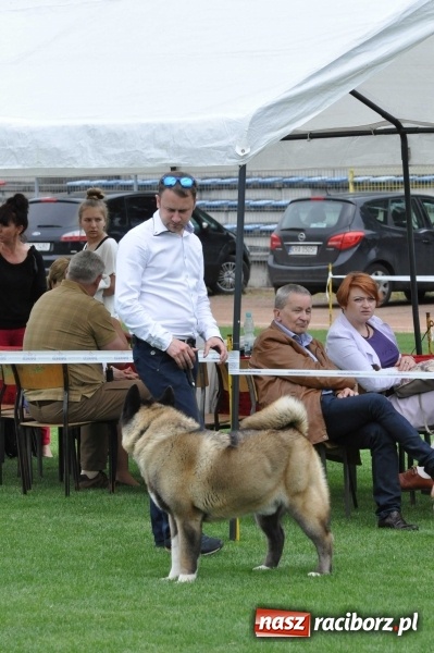 Zdjęcie w galerii na portalu naszraciborz.pl: XXI Krajowa Wystawa Psów Rasowych w Raciborzu wiadomości z regionu