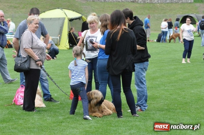 Zdjęcie w galerii na portalu naszraciborz.pl: XXI Krajowa Wystawa Psów Rasowych w Raciborzu wiadomości z regionu