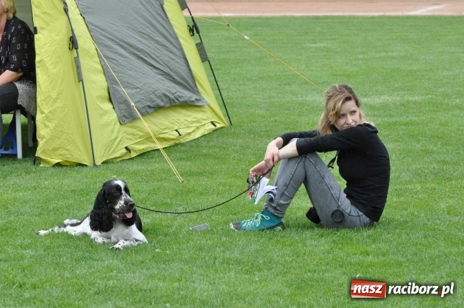 Zdjęcie w galerii na portalu naszraciborz.pl: XXI Krajowa Wystawa Psów Rasowych w Raciborzu wiadomości z regionu