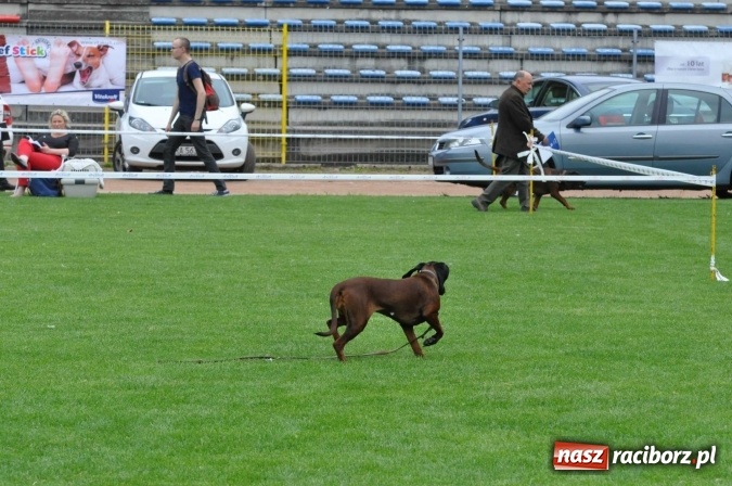 Zdjęcie w galerii na portalu naszraciborz.pl: XXI Krajowa Wystawa Psów Rasowych w Raciborzu wiadomości z regionu