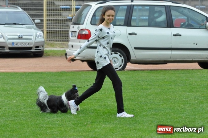 Zdjęcie w galerii na portalu naszraciborz.pl: XXI Krajowa Wystawa Psów Rasowych w Raciborzu wiadomości z regionu