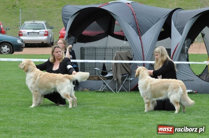 Zdjęcie w galerii na portalu naszraciborz.pl: XXI Krajowa Wystawa Psów Rasowych w Raciborzu wiadomości z regionu