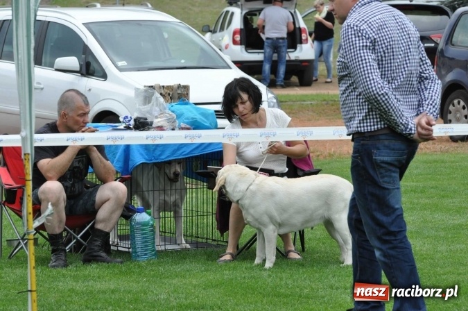 Zdjęcie w galerii na portalu naszraciborz.pl: XXI Krajowa Wystawa Psów Rasowych w Raciborzu wiadomości z regionu