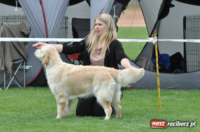 Zdjęcie w galerii na portalu naszraciborz.pl: XXI Krajowa Wystawa Psów Rasowych w Raciborzu wiadomości z regionu
