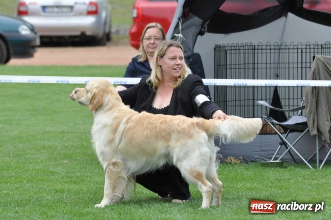 Zdjęcie w galerii na portalu naszraciborz.pl: XXI Krajowa Wystawa Psów Rasowych w Raciborzu wiadomości z regionu
