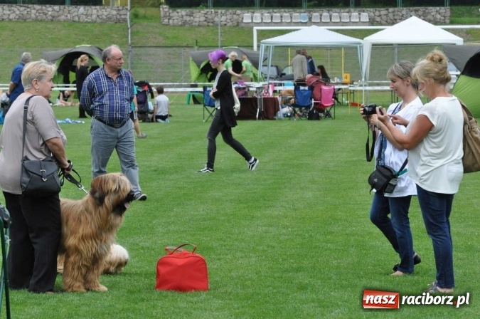 Zdjęcie w galerii na portalu naszraciborz.pl: XXI Krajowa Wystawa Psów Rasowych w Raciborzu wiadomości z regionu