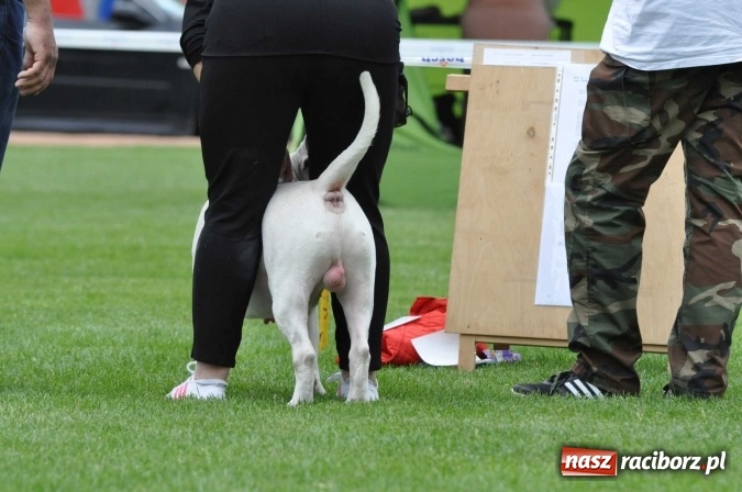 Zdjęcie w galerii na portalu naszraciborz.pl: XXI Krajowa Wystawa Psów Rasowych w Raciborzu wiadomości z regionu