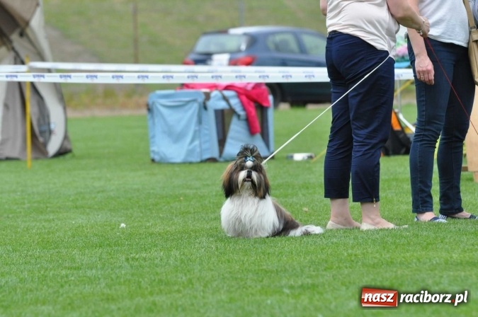 Zdjęcie w galerii na portalu naszraciborz.pl: XXI Krajowa Wystawa Psów Rasowych w Raciborzu wiadomości z regionu