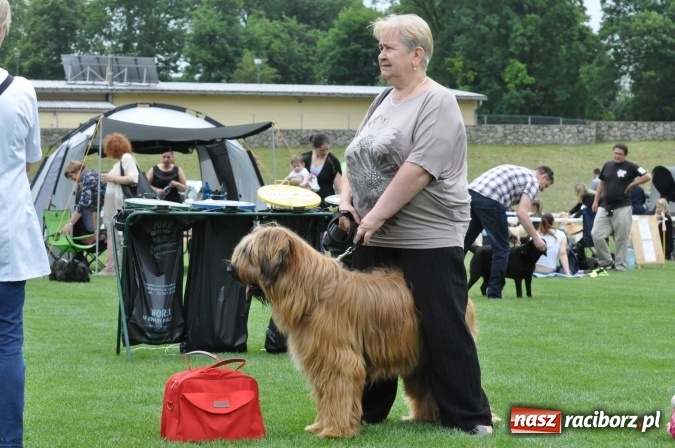 Zdjęcie w galerii na portalu naszraciborz.pl: XXI Krajowa Wystawa Psów Rasowych w Raciborzu wiadomości z regionu