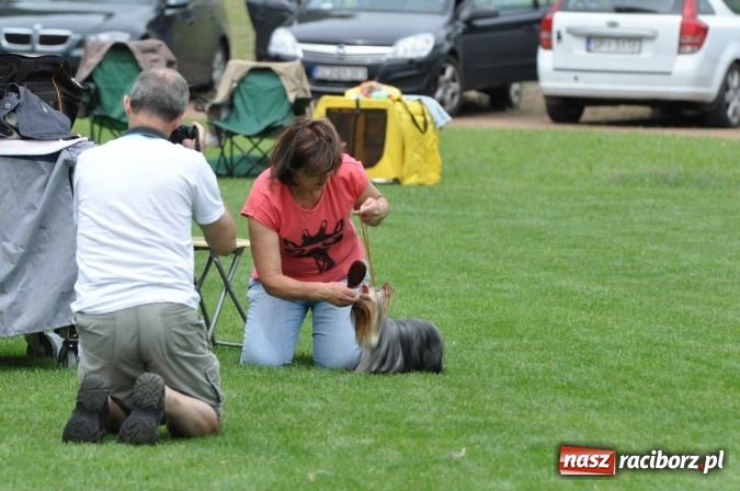 Zdjęcie w galerii na portalu naszraciborz.pl: XXI Krajowa Wystawa Psów Rasowych w Raciborzu wiadomości z regionu