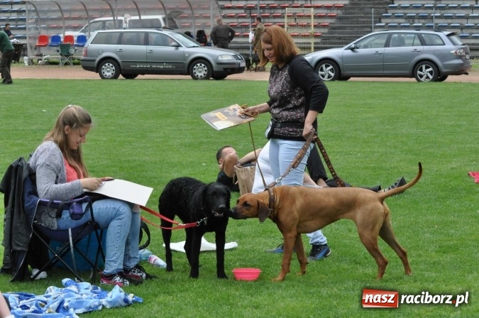 Zdjęcie w galerii na portalu naszraciborz.pl: XXI Krajowa Wystawa Psów Rasowych w Raciborzu wiadomości z regionu
