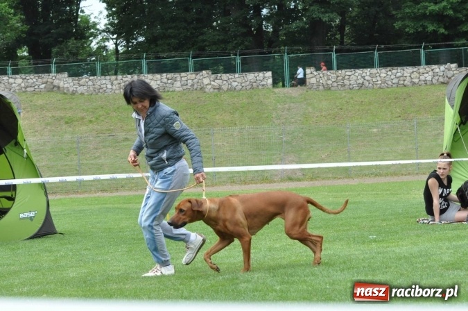Zdjęcie w galerii na portalu naszraciborz.pl: XXI Krajowa Wystawa Psów Rasowych w Raciborzu wiadomości z regionu