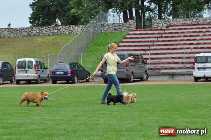 Zdjęcie w galerii na portalu naszraciborz.pl: XXI Krajowa Wystawa Psów Rasowych w Raciborzu wiadomości z regionu