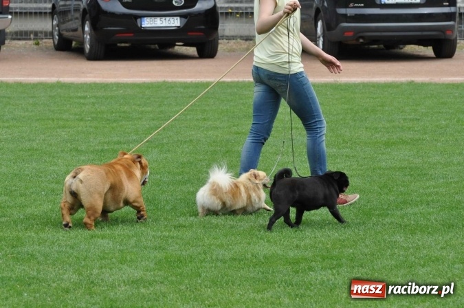 Zdjęcie w galerii na portalu naszraciborz.pl: XXI Krajowa Wystawa Psów Rasowych w Raciborzu wiadomości z regionu