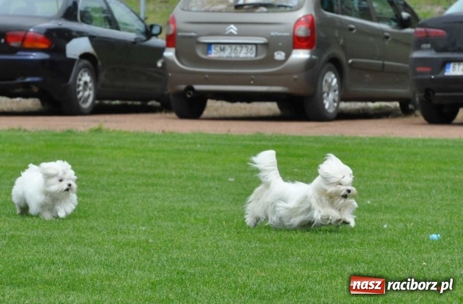 Zdjęcie w galerii na portalu naszraciborz.pl: XXI Krajowa Wystawa Psów Rasowych w Raciborzu wiadomości z regionu