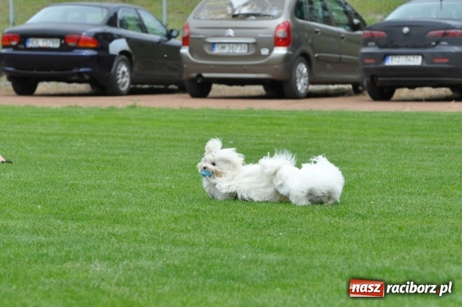 Zdjęcie w galerii na portalu naszraciborz.pl: XXI Krajowa Wystawa Psów Rasowych w Raciborzu wiadomości z regionu