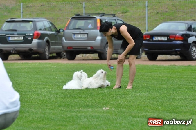 Zdjęcie w galerii na portalu naszraciborz.pl: XXI Krajowa Wystawa Psów Rasowych w Raciborzu wiadomości z regionu