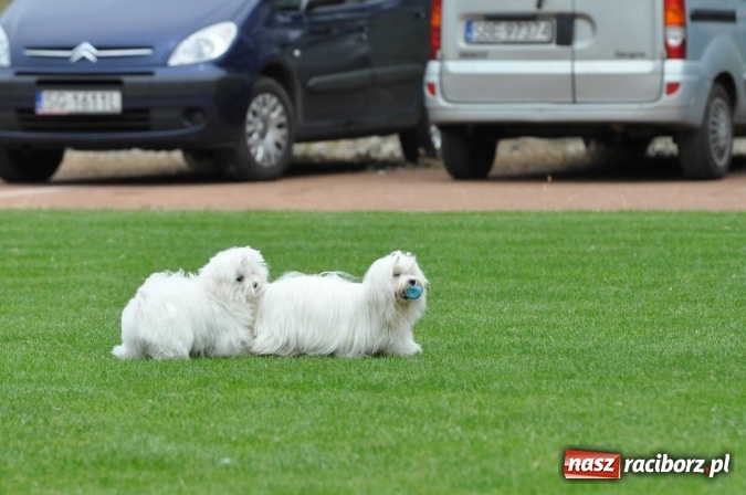 Zdjęcie w galerii na portalu naszraciborz.pl: XXI Krajowa Wystawa Psów Rasowych w Raciborzu wiadomości z regionu