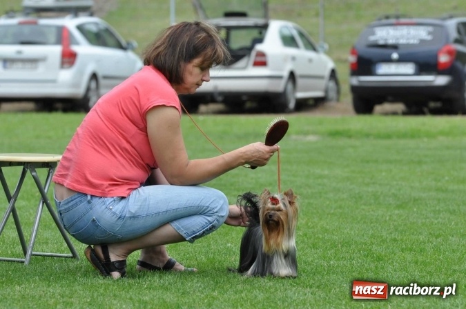 Zdjęcie w galerii na portalu naszraciborz.pl: XXI Krajowa Wystawa Psów Rasowych w Raciborzu wiadomości z regionu