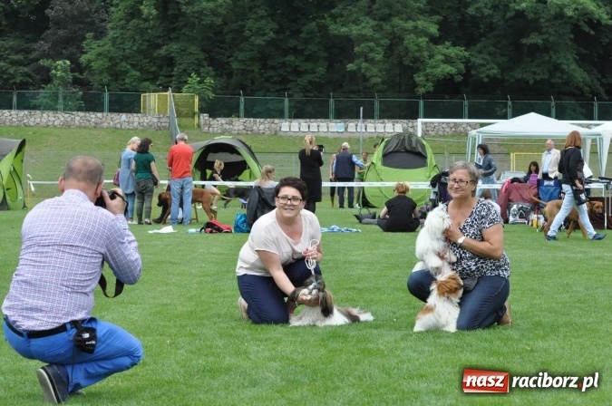 Zdjęcie w galerii na portalu naszraciborz.pl: XXI Krajowa Wystawa Psów Rasowych w Raciborzu wiadomości z regionu