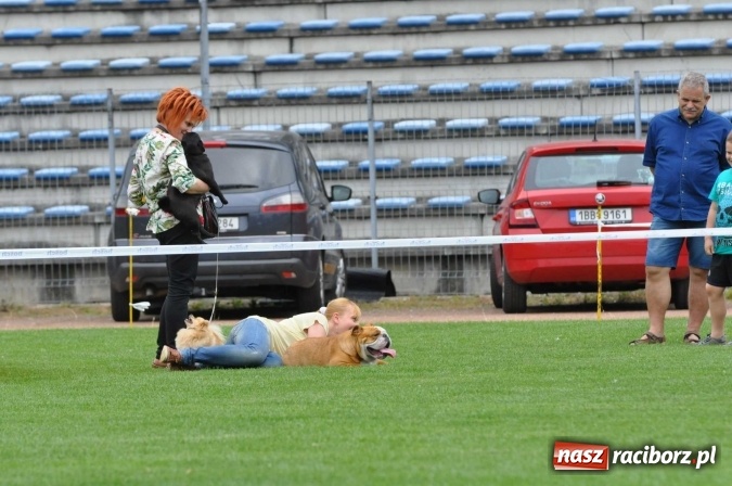 Zdjęcie w galerii na portalu naszraciborz.pl: XXI Krajowa Wystawa Psów Rasowych w Raciborzu wiadomości z regionu