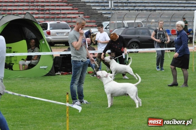 Zdjęcie w galerii na portalu naszraciborz.pl: XXI Krajowa Wystawa Psów Rasowych w Raciborzu wiadomości z regionu