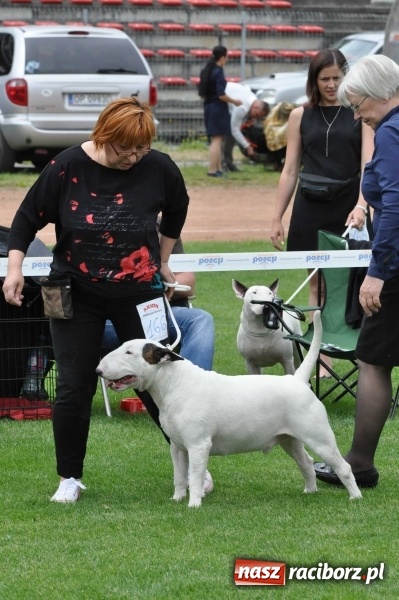 Zdjęcie w galerii na portalu naszraciborz.pl: XXI Krajowa Wystawa Psów Rasowych w Raciborzu wiadomości z regionu